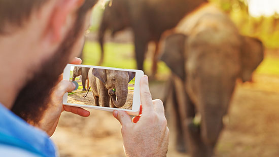 nepal elephant phone