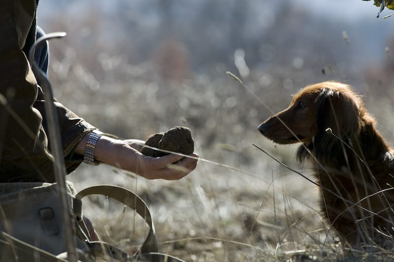 4 On the Hunt for Truffles in Southern France