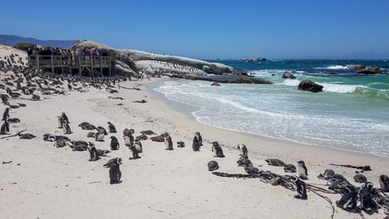 Bolder Beach Penguins