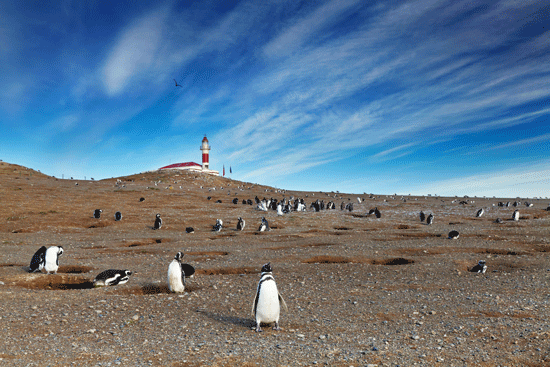 magdalena island