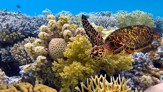 great barrier reef