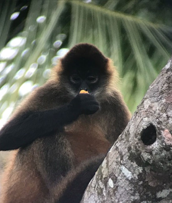 Monkey looking at Fruit