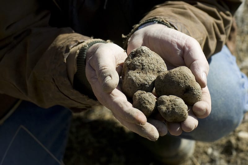 3 On the Hunt for Truffles in Southern France