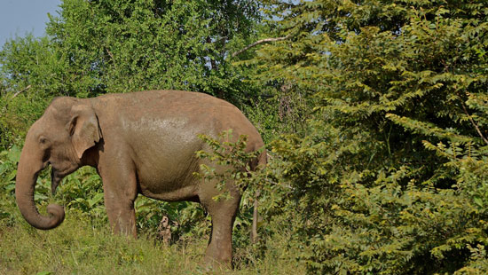 3Elephant Sri Lanka