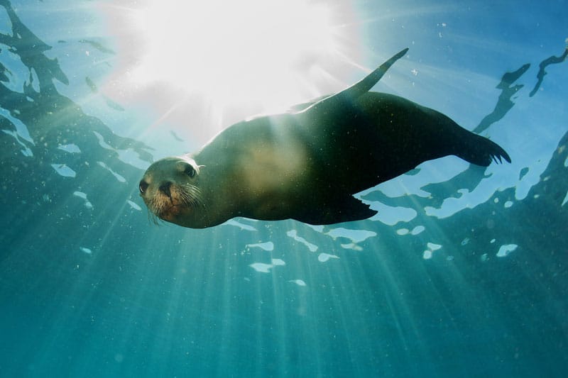 Sea Lion Galapagos