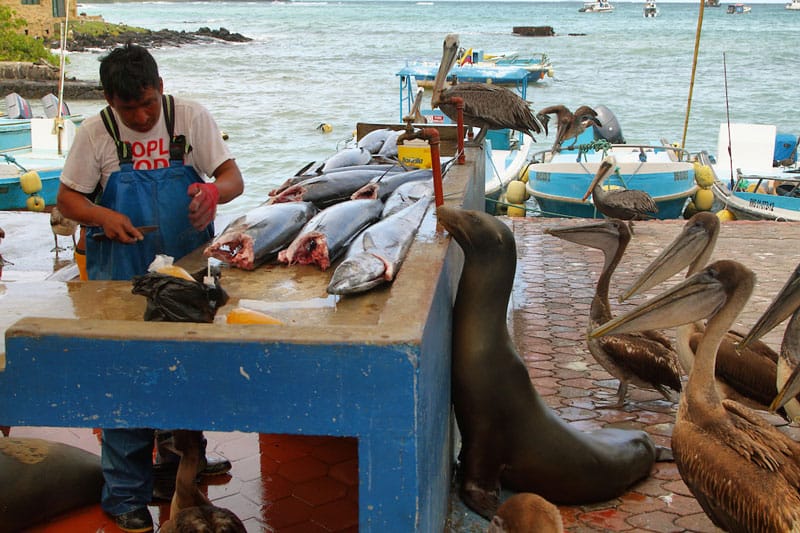 fisherman galapagos