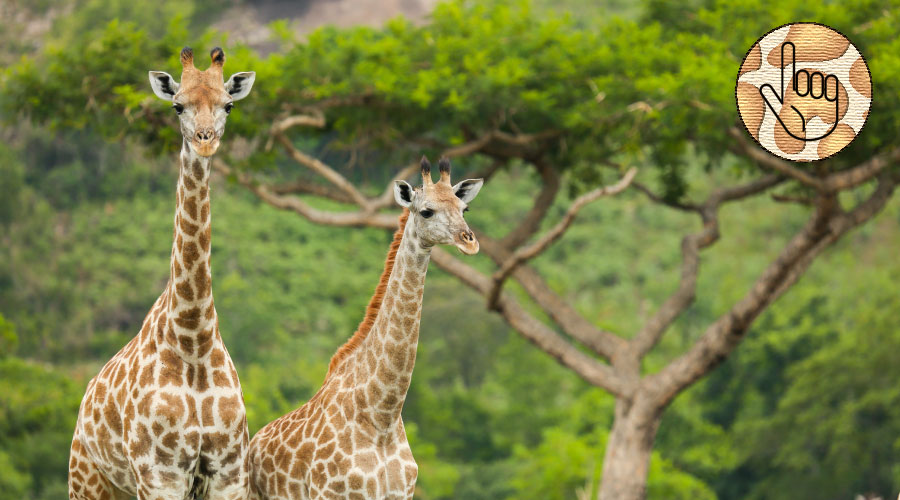 giraffe texture