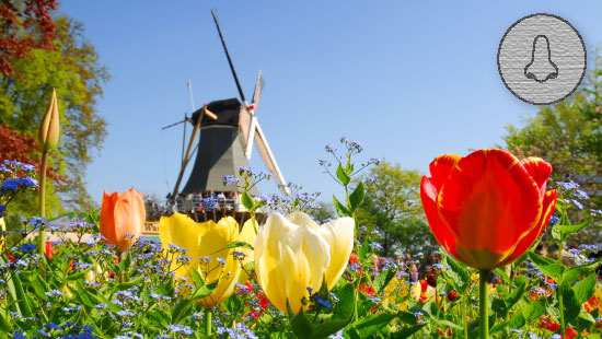 scratch sniff holland