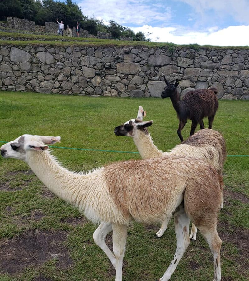 Llamas Machu Picchu