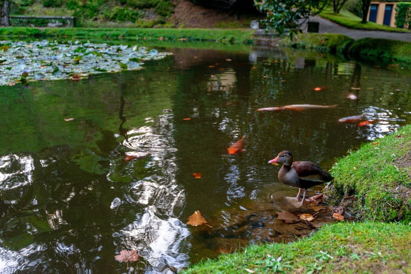 Terra Nostra fish ducks