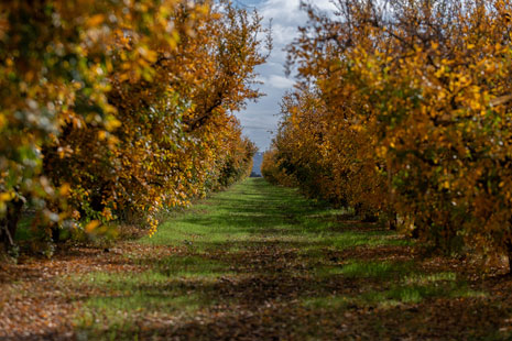 Israel Vineyards
