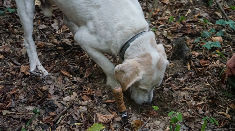 Forage for truffles in Croatia