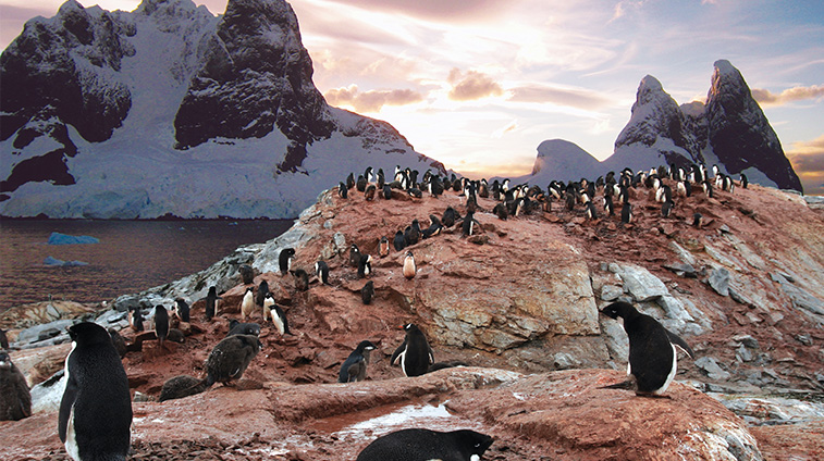 Penguins